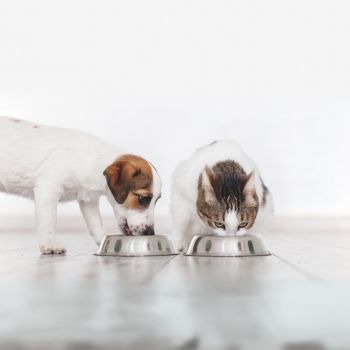Pet Food